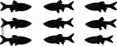 White Danio fish silhouette set. Tropical aquarium vector collection with eye detail and multiple poses. Freshwater fish silhouettes isolated for nature, pet, and graphic design use.