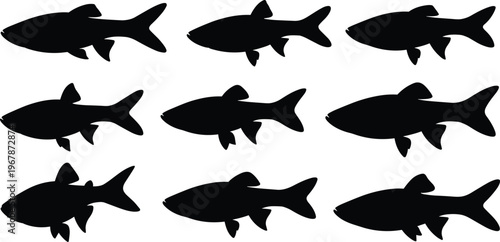 White Danio fish silhouette set. Tropical aquarium vector collection with detailed fins and eye elements. Freshwater fish silhouettes isolated for nature, pet, and design use.