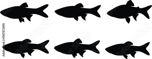 White Danio fish silhouette set. Tropical aquarium vector collection with clean shapes and multiple poses. Freshwater fish silhouettes isolated for nature, pet, and graphic design use.