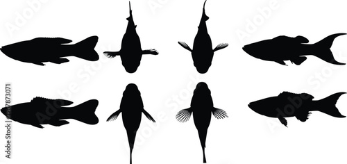 Molly fish silhouette vector set. Tropical aquarium collection with top and side views in clean layout. Freshwater fish shapes isolated for pet, nature, and design use.
