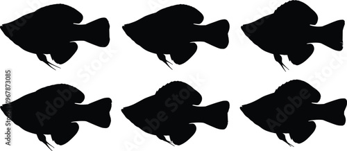 Molly fish silhouette set. Tropical aquarium vector collection with rounded shapes and fin variations. Freshwater fish silhouettes isolated for pet, nature, icon, and design use.