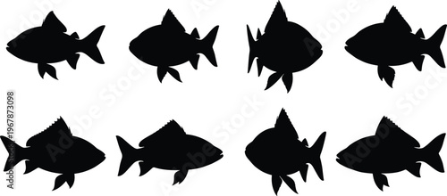 Cherry Barb fish silhouette set. Tropical aquarium vector collection with compact shapes and multiple poses. Freshwater fish silhouettes isolated for nature, pet, icon, and design use.