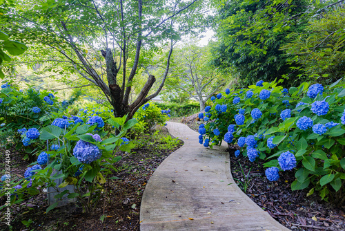 Bild auf Leinwand 千葉県　真野寺の紫陽花　