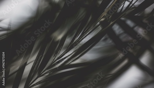 A close-up view of dark green palm fronds against a blurred gray background