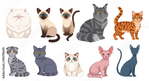 cartoon cat breeds bundle, 9 cats in one frame, Persian Siamese Maine Coon British Shorthair Bengal Scottish Fold Ragdoll Sphynx Russian Blue, cute vector illustration, flat design, rounded cartoon