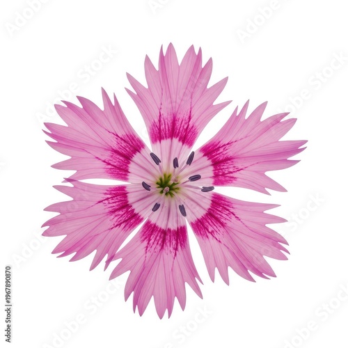 Delicate ragged robin flowers with fringed pink petals are isolated on a crisp white background, highlighting their unique wild beauty, bud, isolated, herbaceous
