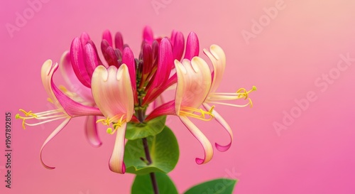 Vibrant pink and yellow honeysuckle flowers in close up. These impressive woodbine blooms show delicate petals and beautiful garden nature, nature, beauty, perfume