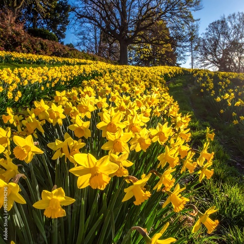 A vibrant hillside covered in bright yellow flowers