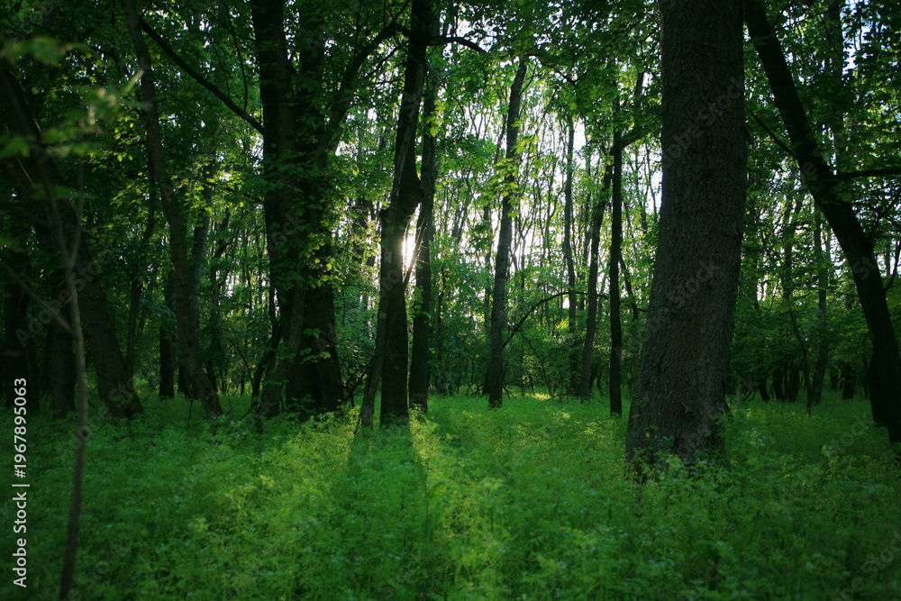 Obraz premium Beautiful green, lush vegetation in the forest in spring, in a remote rural location