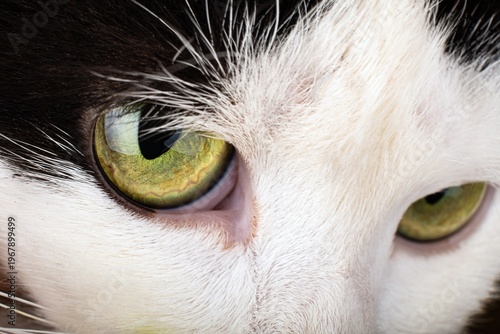 Extreme close-up of a black and white cat’s face with vivid green eyes, off-center framing and shallow depth of field, highlighting fine fur texture and reflective gaze in soft natural light.