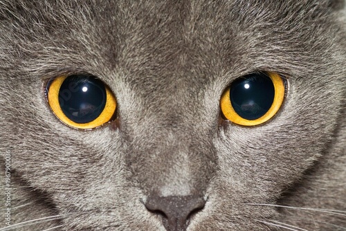Extreme close-up of a gray cat with vivid golden eyes, centered in a symmetrical composition, highlighting dense fur texture and intense gaze under bright, even lighting.