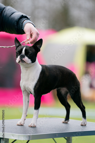 Boston Terrier at a dog show
