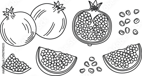 Pomegranate botanical vintage illustration for decorative recipe cards