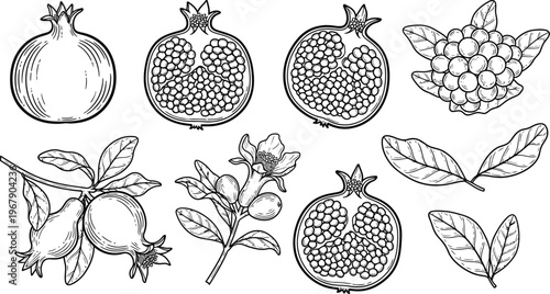 Pomegranate botanical vintage illustration for decorative recipe cards
