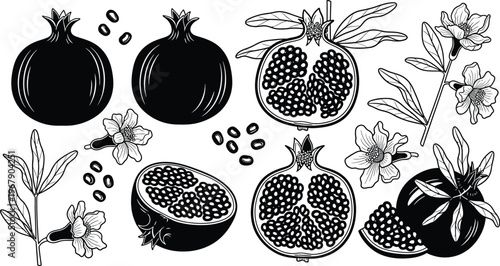 Pomegranate botanical vintage illustration for decorative recipe cards