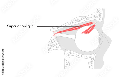 Superior oblique - Human eye muscle labeled diagram illustrating intorsion, depression, and outward movement of the eye, important for anatomical learning.