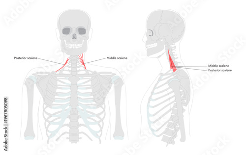 Posterior scalene, Middle scalene - Labeled neck muscle shown raising the second rib, also supporting lateral flexion of the neck, essential in anatomy education and physiology