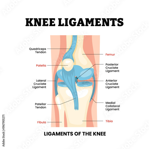 Knee ligaments structure anatomy diagram joint knee disease. Labeled tendon, ligament, femur, patella, fibula, tibia. Synovial joint anatomy. Frontal view of human knee joint. Vector illustration.
