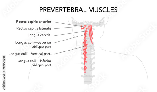 Deep cervical muscles chart, prevertebral group, rectus capitis muscles, longus capitis, longus colli, neck flexion, lateral movement, stabilization, anatomical labeled diagram, medical educational