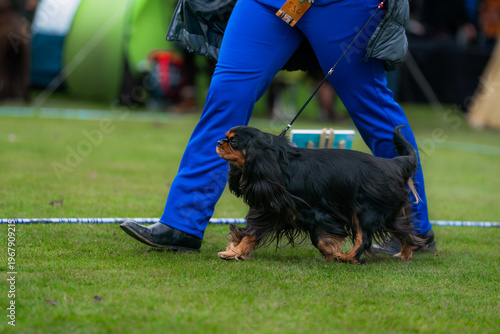 Cavalier King Charles Spaniel Breed Judging