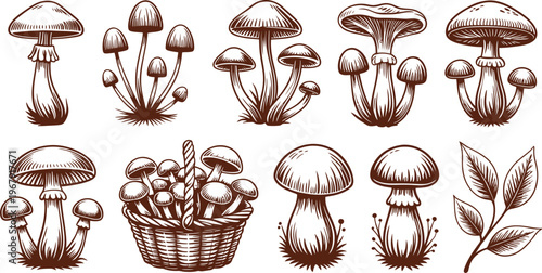 Detailed hand-drawn collection of various mushroom species and a basket of mushrooms with leaves