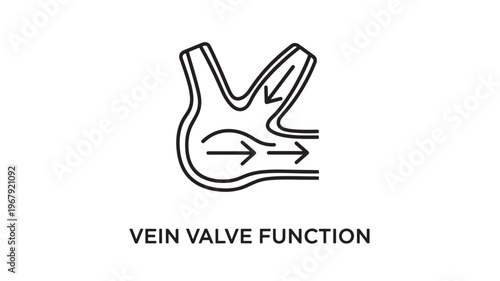 a medical illustration showing the function of a vein valve in the circulatory system, useful for educational and healthcare materials
