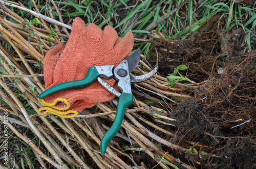 Old rusty pruning shears and textile work gloves on a raspberry patch. Agricultural hand tools for tree and bush trimming, top view.