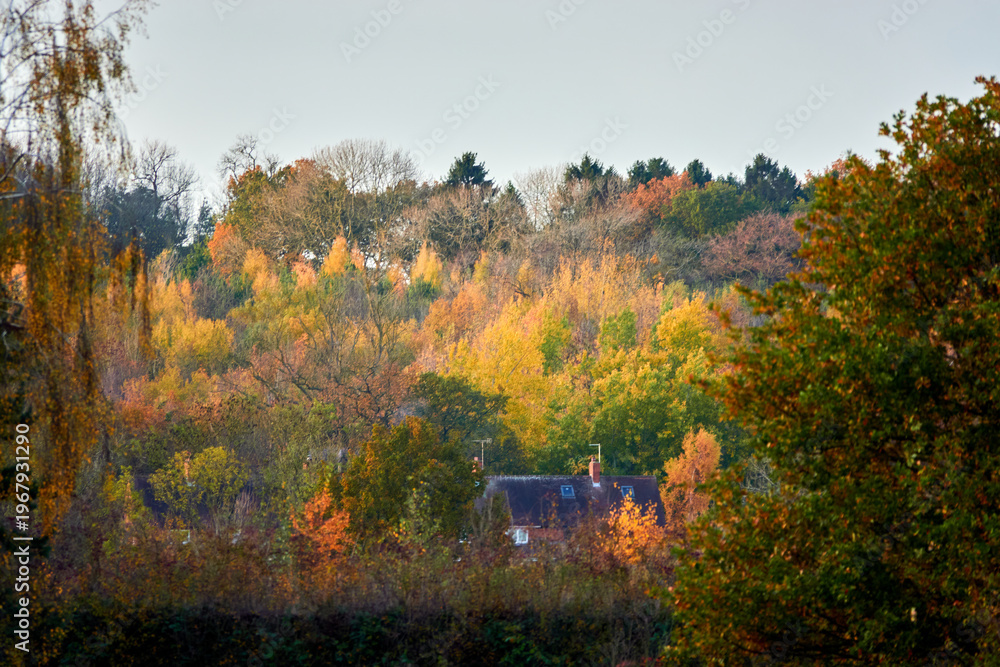Obraz premium Autumn woodland landscape with mixed seasonal colors