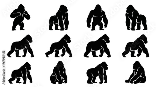 "Gorilla Silhouettes Vector Illustration, Powerful Animal Poses, Black Wildlife Shapes, Muscular Build, Upright, Walking, Sitting, Crouching, Flexing Arms, Artistic Design, Zoology Reference"