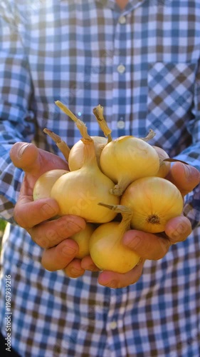 A farmer harvests onions. Selective focus. garden.