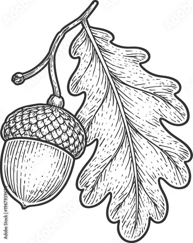 Oak Leaf with Acorn Vintage Engraving Illustration
