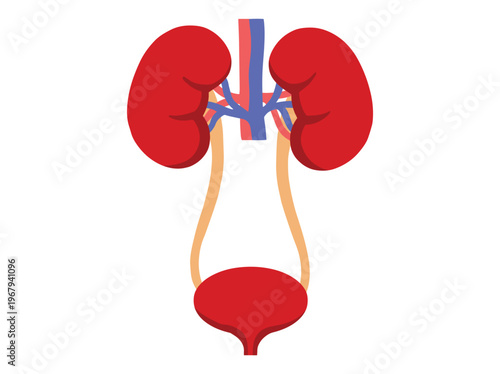Human Kidney Anatomy Normal