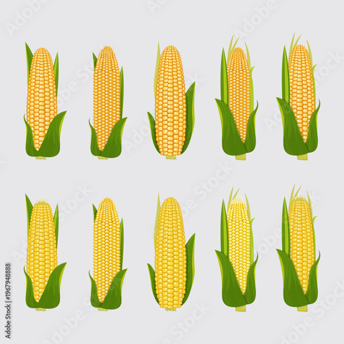 Fresh Corn Cobs Set With Green Husks Isolated on White Background — Organic Maize Illustration
