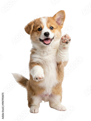 Happy Pembroke Welsh Corgi puppy standing on hind legs, waving paw, isolated on white