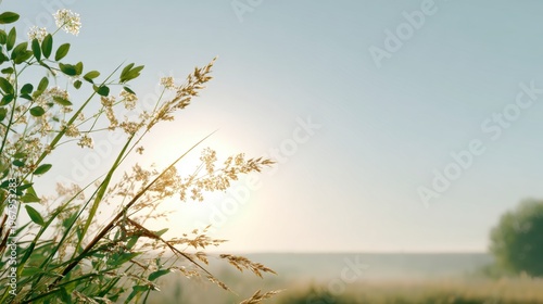 Wild grasses and small white flowers sway gently in a sunlit field under a clear sky at dawn or dusk.