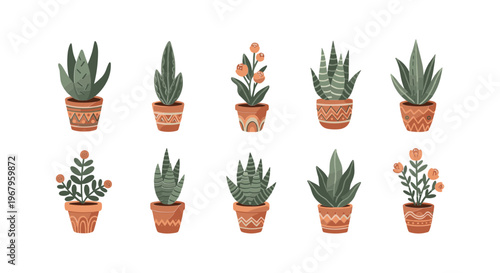Collection of Potted Aloe Vera Plants.