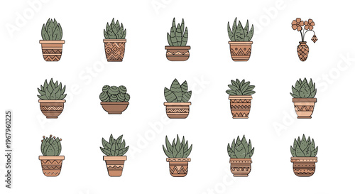Collection of Potted Succulent Plants and Gardening Tools.