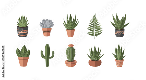 Collection of Various Potted Cacti and Succulents 3.