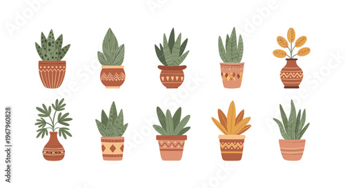 Collection of Various Potted Cacti and Succulents.