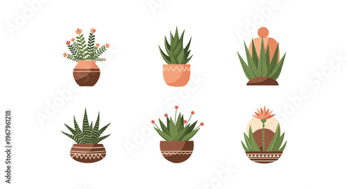 Collection of Various Potted Succulent Plants 2.