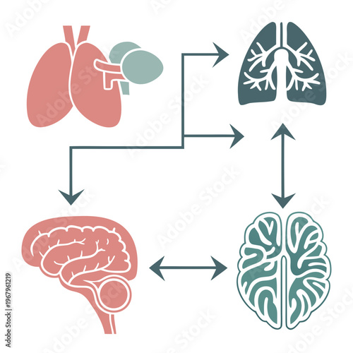 Scientific illustration showing neural and respiratory pathways with lungs and brain icons connected by arrows for medical research and education.