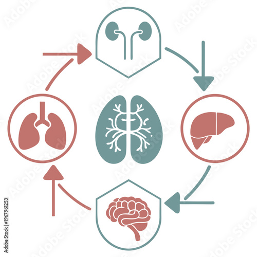Medical diagram showing interconnectedness of brain lungs kidneys liver and human body systems in circular flow.