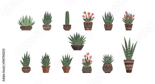 Collection of Various Potted Succulent Plants.