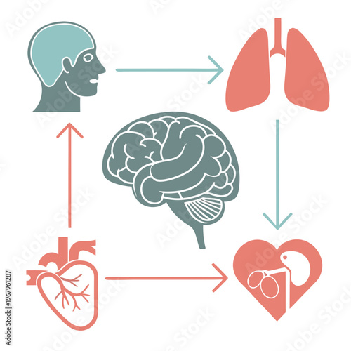 Medical illustration showing anatomical connection between human head lungs brain heart and kidney icons with directional arrows on white background.