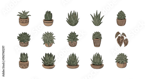Collection of Various Succulent Plants in Pots.
