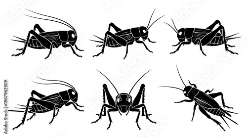 Crickets Vector Silhouettes Insects Black Outline Illustrations Wildlife Nature Bug Anatomy Legs Antennae Jumping Segmented Body Clipart Graphic Icon Symbol Design