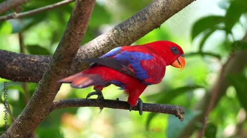 A Red lory (Eos bornea) perches on tree branch amidst lush green foliage, scratching its head with its foot spreads its wings and fly away, close up shot.