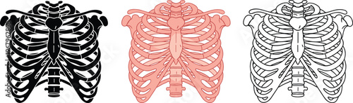 Human rib cage anatomy set featuring chest bone structure in black silhouette pink flat vector and line art for medical education