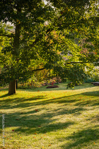 Gentle sunlight filters through trees onto a serene garden in early morning hours