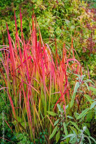 Vibrant display of colorful grass swaying in a lush garden under bright sunlight